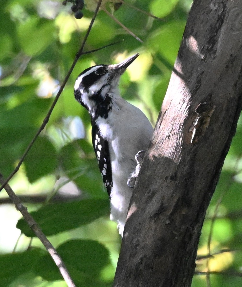 Hairy Woodpecker - ML642818686