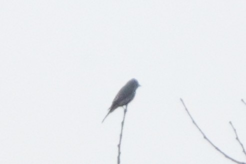 Olive-sided Flycatcher - ML642818690