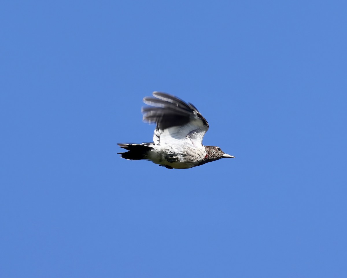 Red-headed Woodpecker - ML642818712