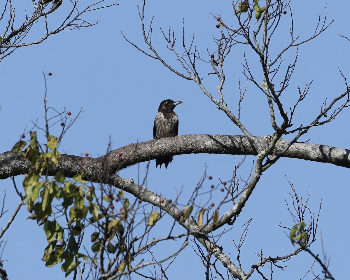 Red-headed Woodpecker - ML642818713