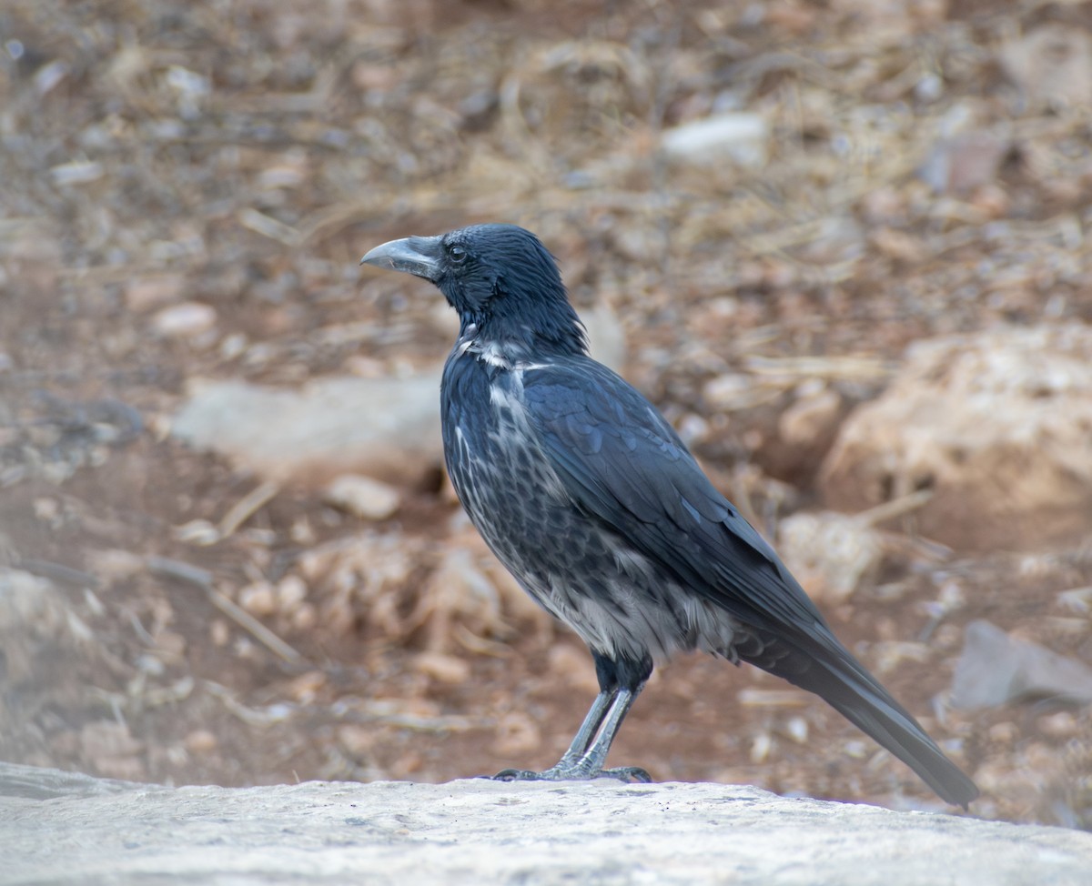 Hooded Crow (Hooded) - ML642818714