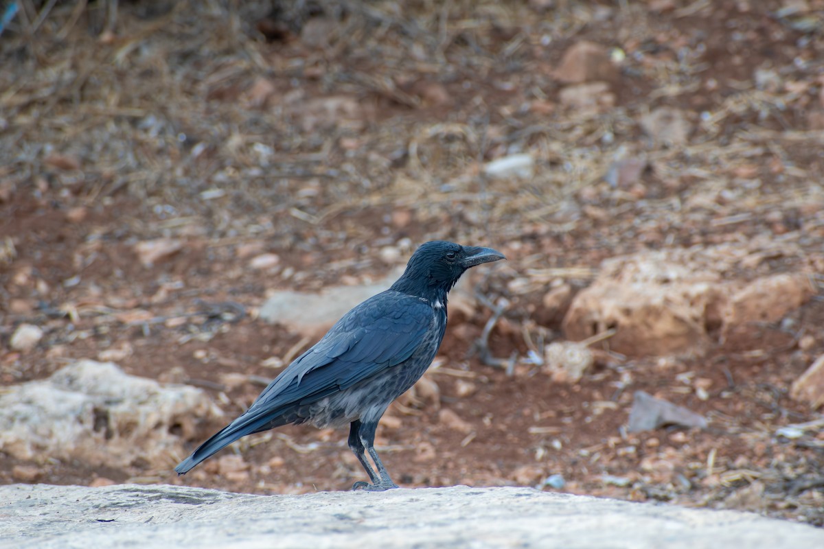 Hooded Crow (Hooded) - ML642818715