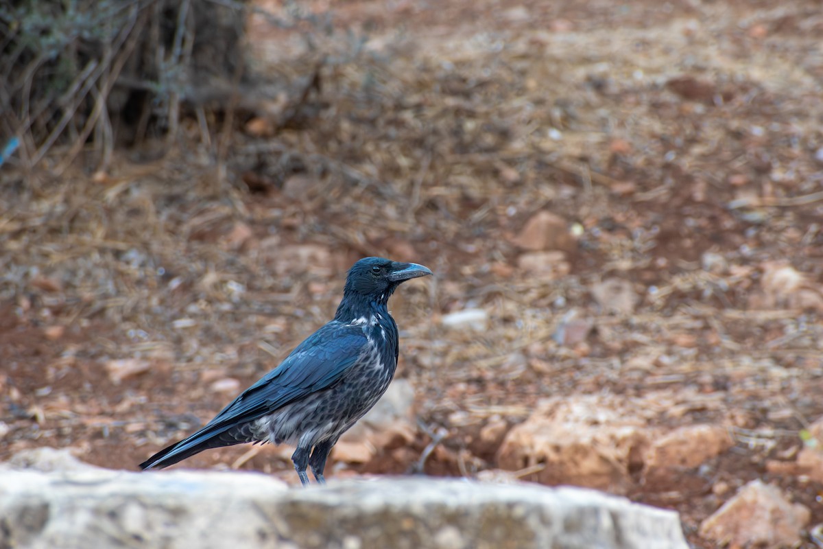 Hooded Crow (Hooded) - ML642818716