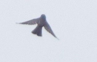 Olive-sided Flycatcher - ML642818718