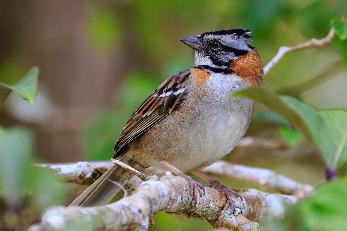 Rufous-collared Sparrow - ML642818720