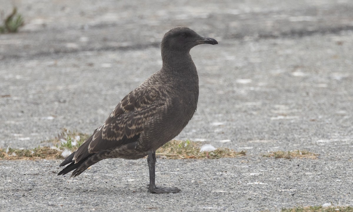 Heermann's Gull - ML642818727
