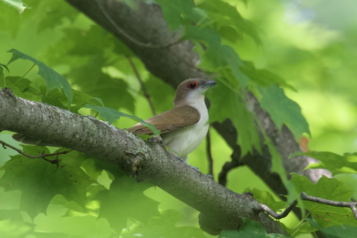 Black-billed Cuckoo - ML642818728