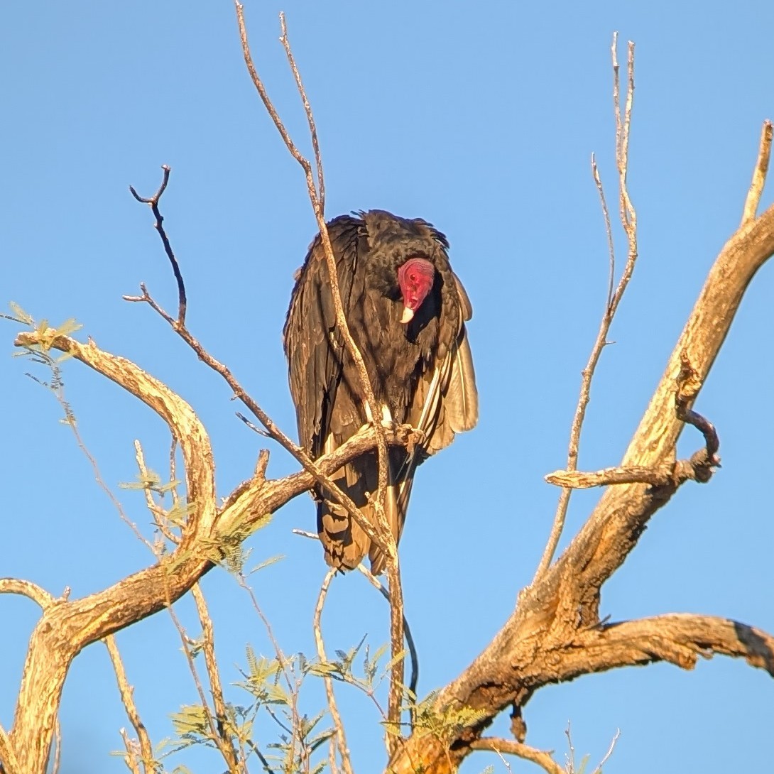 Turkey Vulture - ML642818730