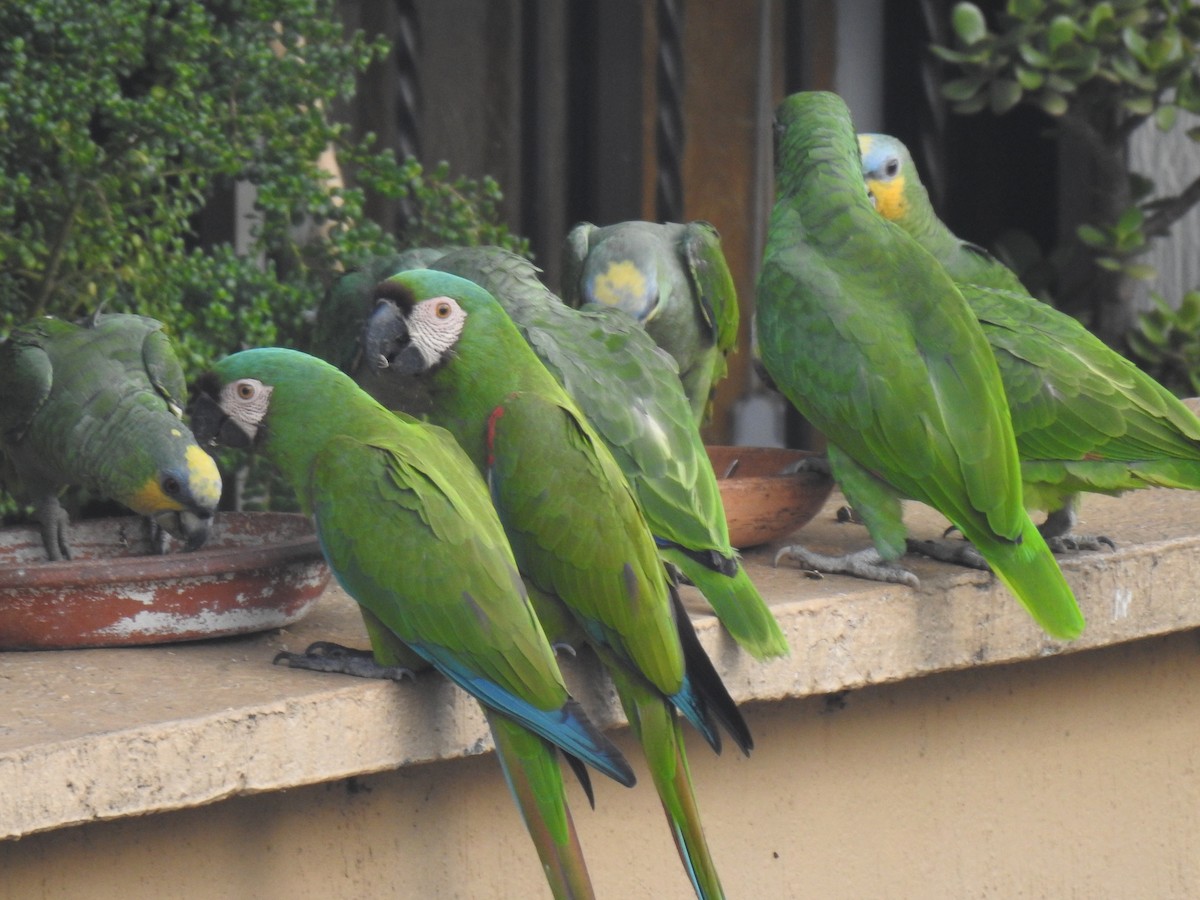 Chestnut-fronted Macaw - ML642818739