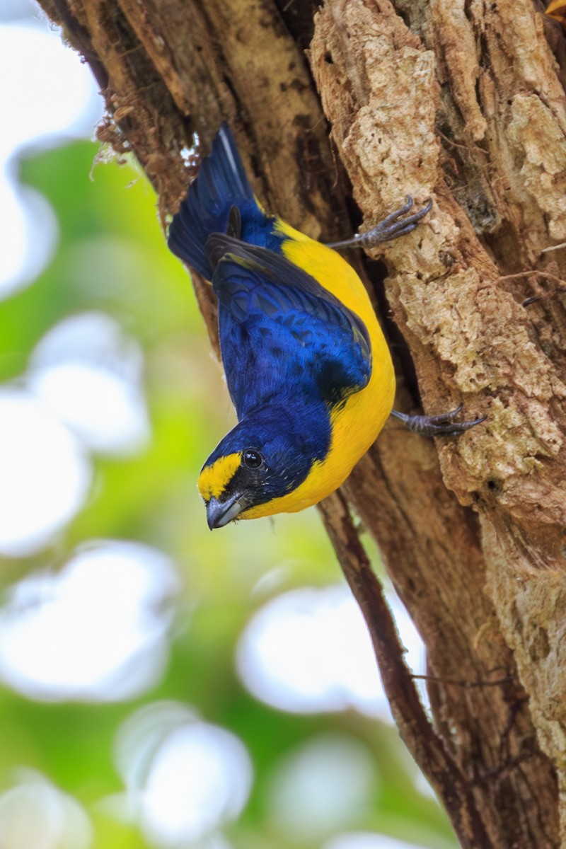 Yellow-throated Euphonia - ML642818742