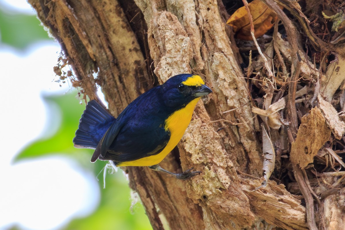 Yellow-throated Euphonia - ML642818743