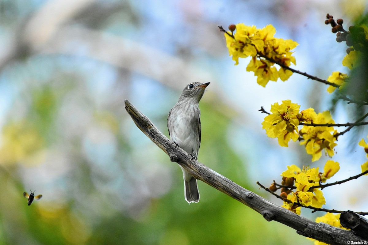 Asian Brown Flycatcher - ML642818748