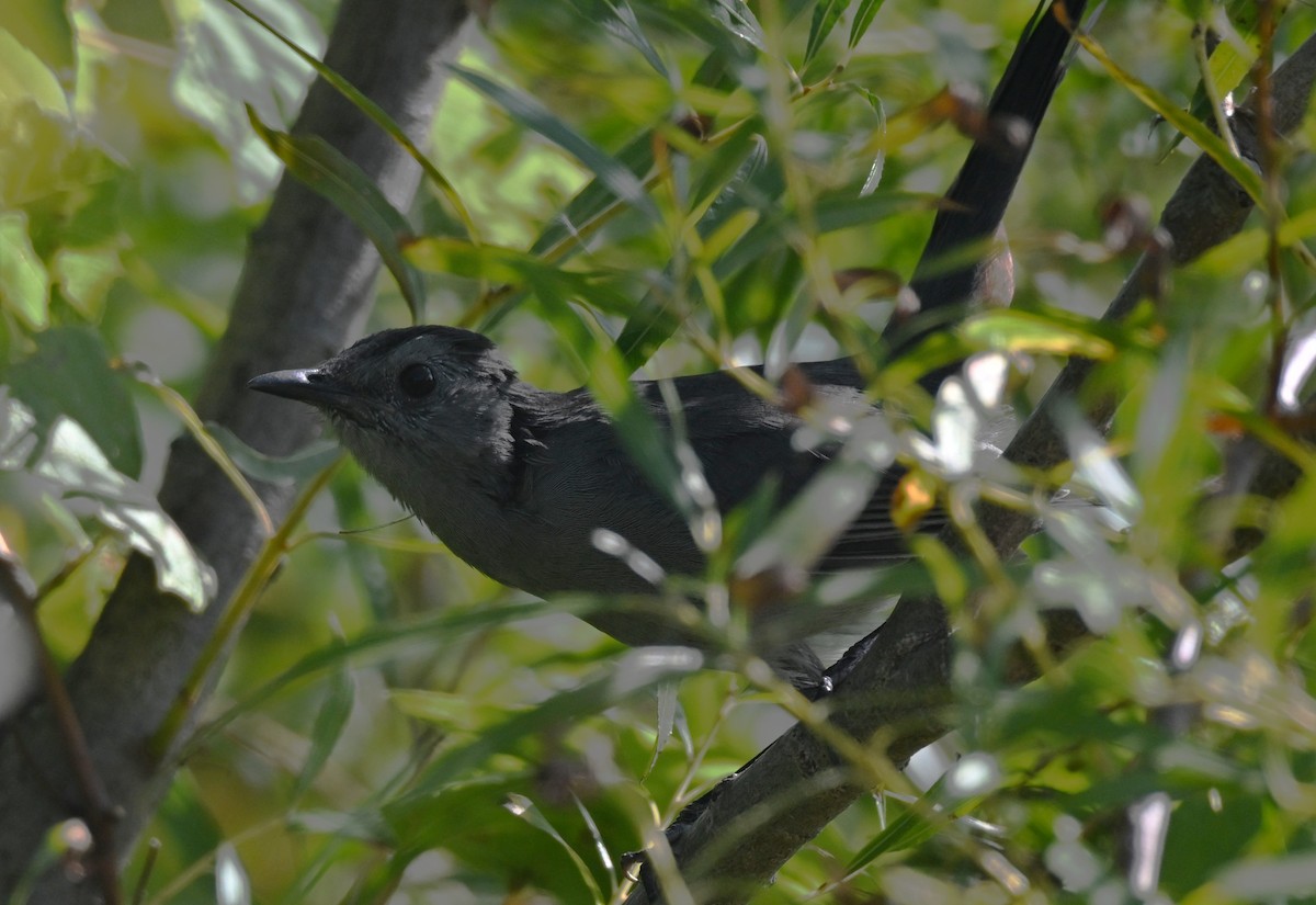 Gray Catbird - ML642818757