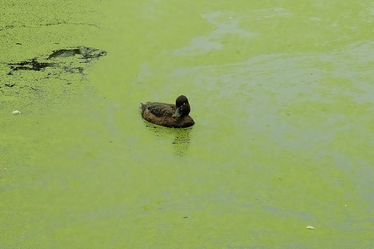 Tufted Duck - ML642818758