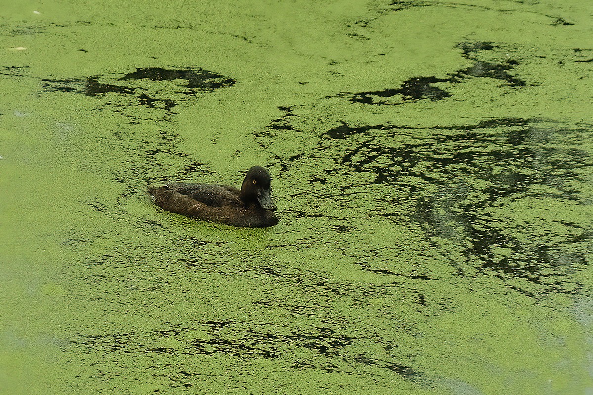 Tufted Duck - ML642818759