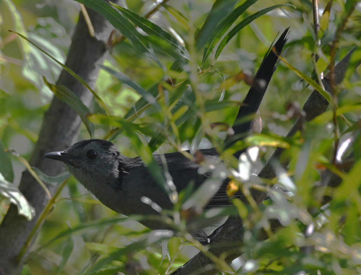 Gray Catbird - ML642818761