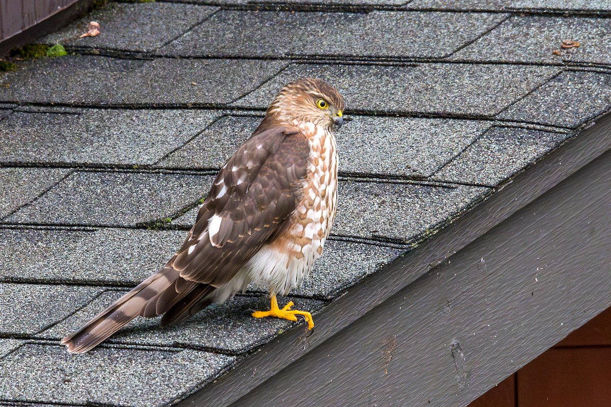 Sharp-shinned Hawk - ML642818768