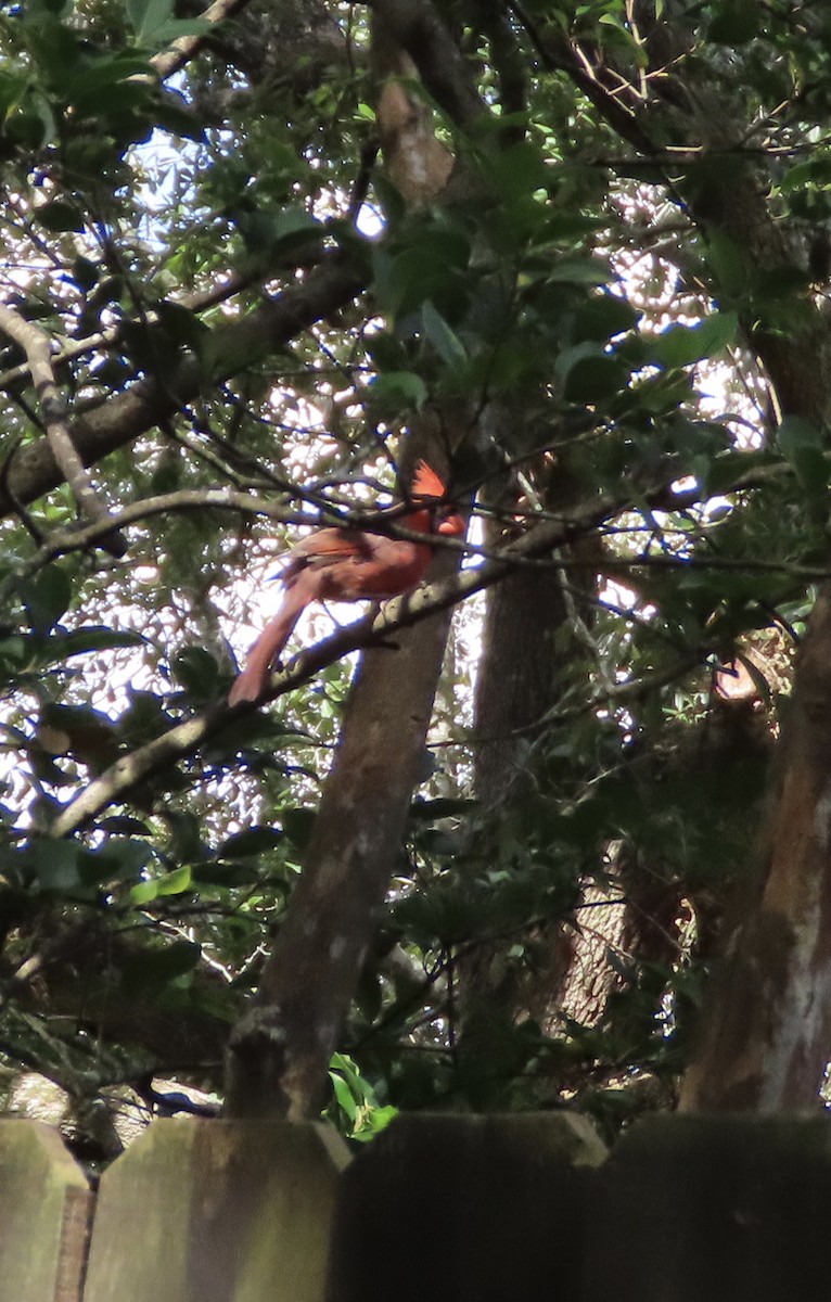Cardinal rouge - ML642818769