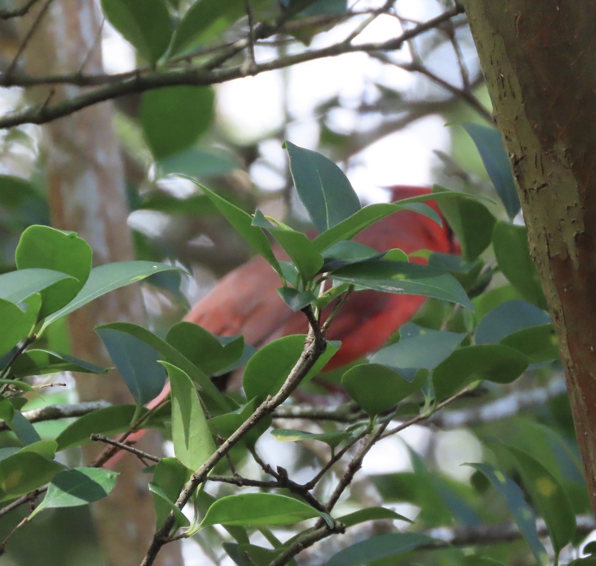 Cardinal rouge - ML642818772