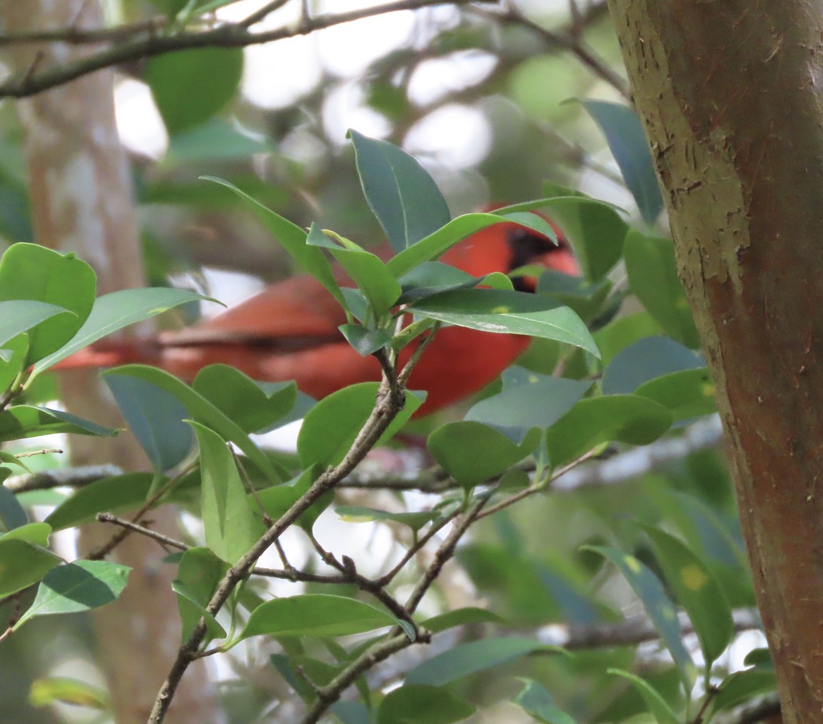Cardinal rouge - ML642818773
