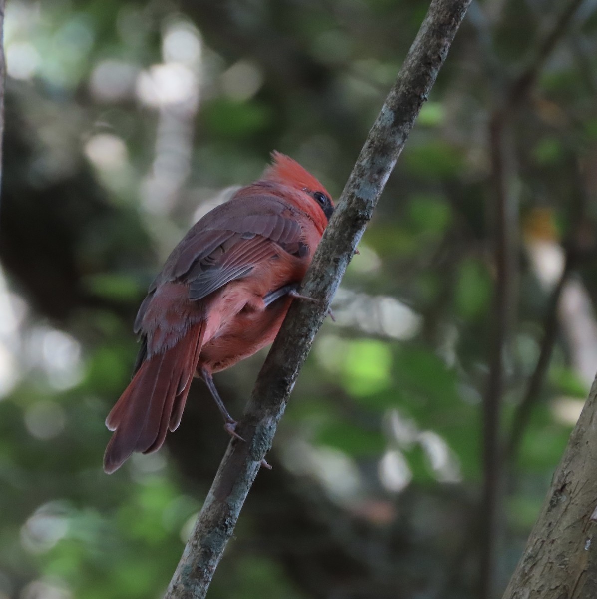 Cardinal rouge - ML642818776