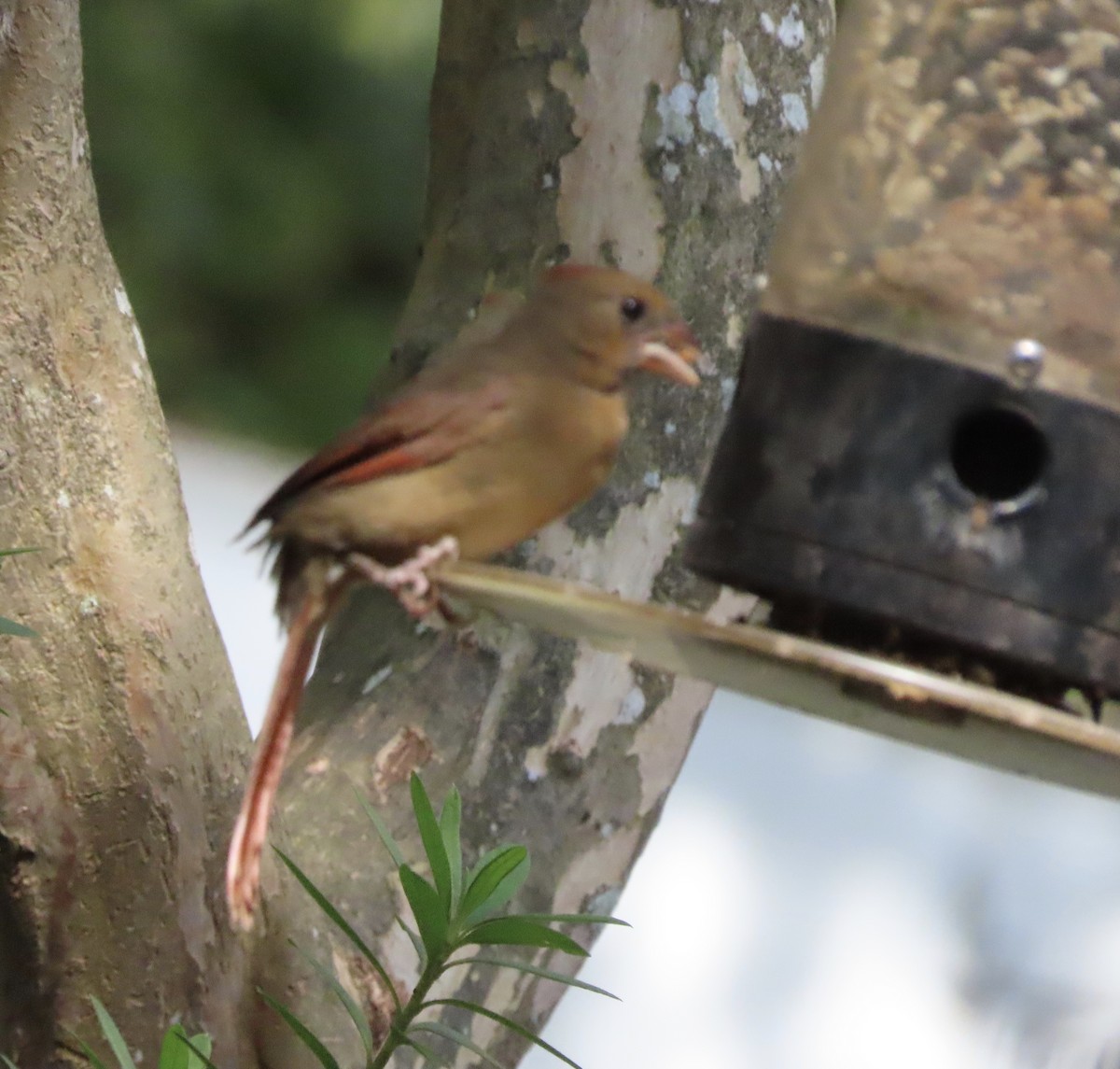 Cardinal rouge - ML642818777