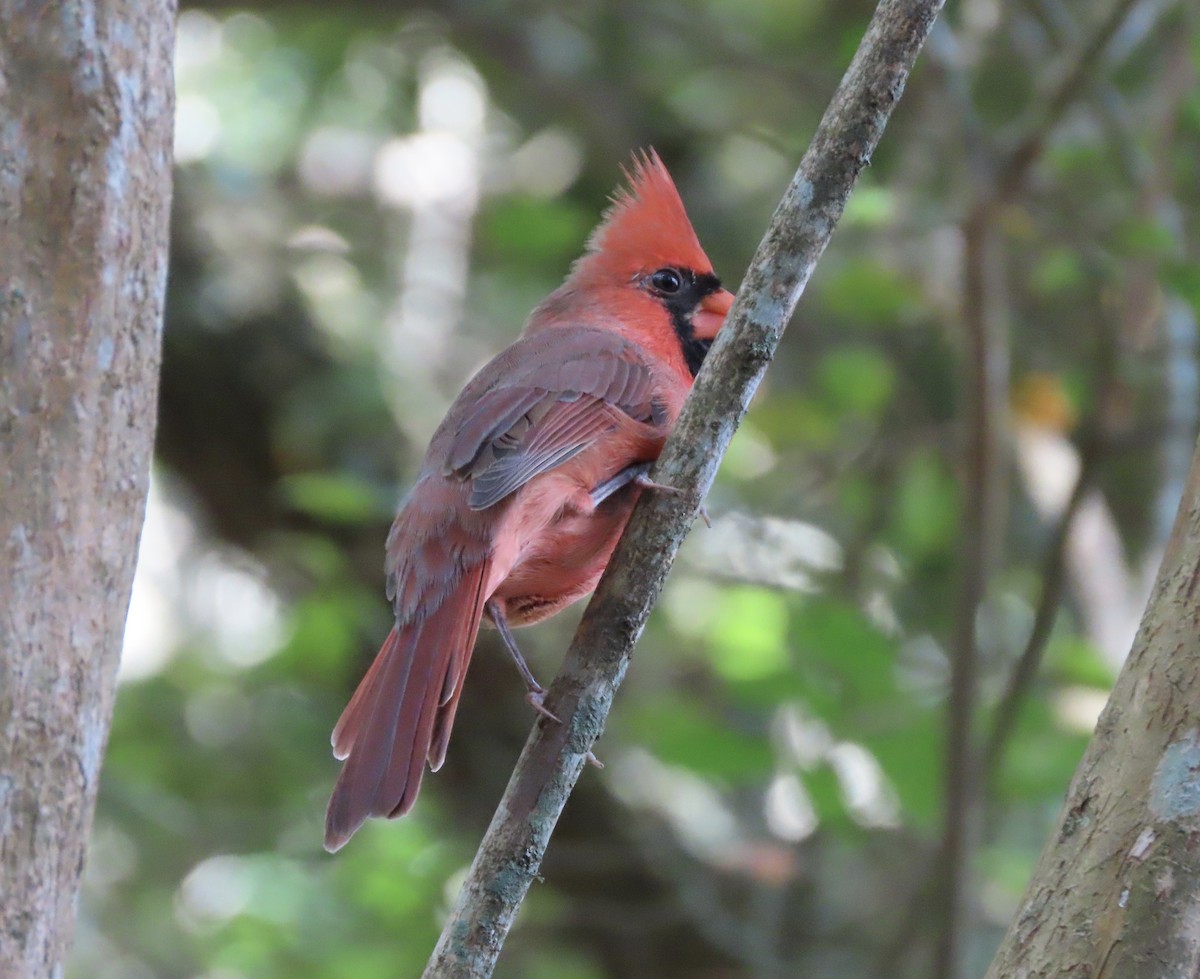 Cardinal rouge - ML642818778