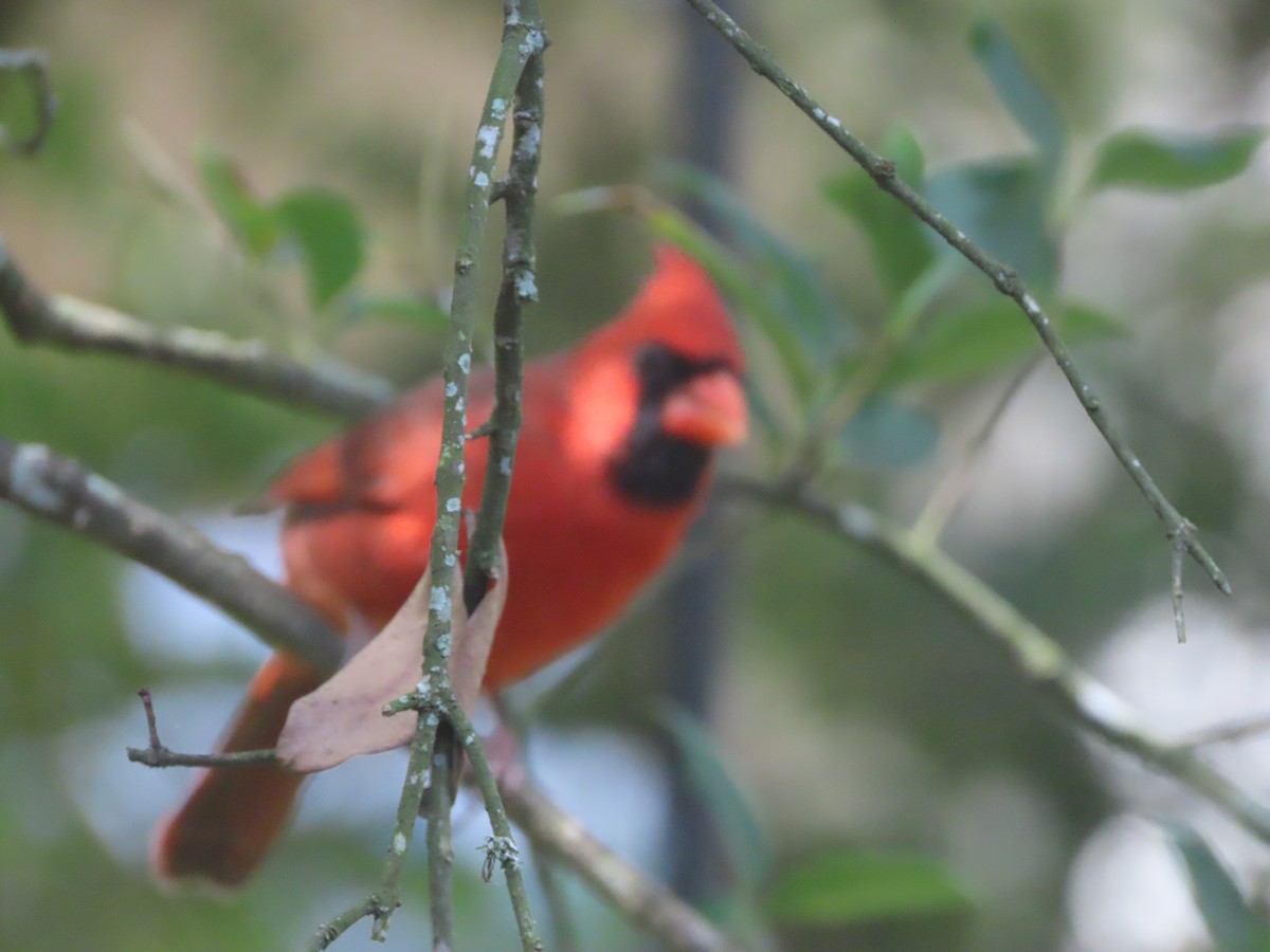 Cardinal rouge - ML642818780
