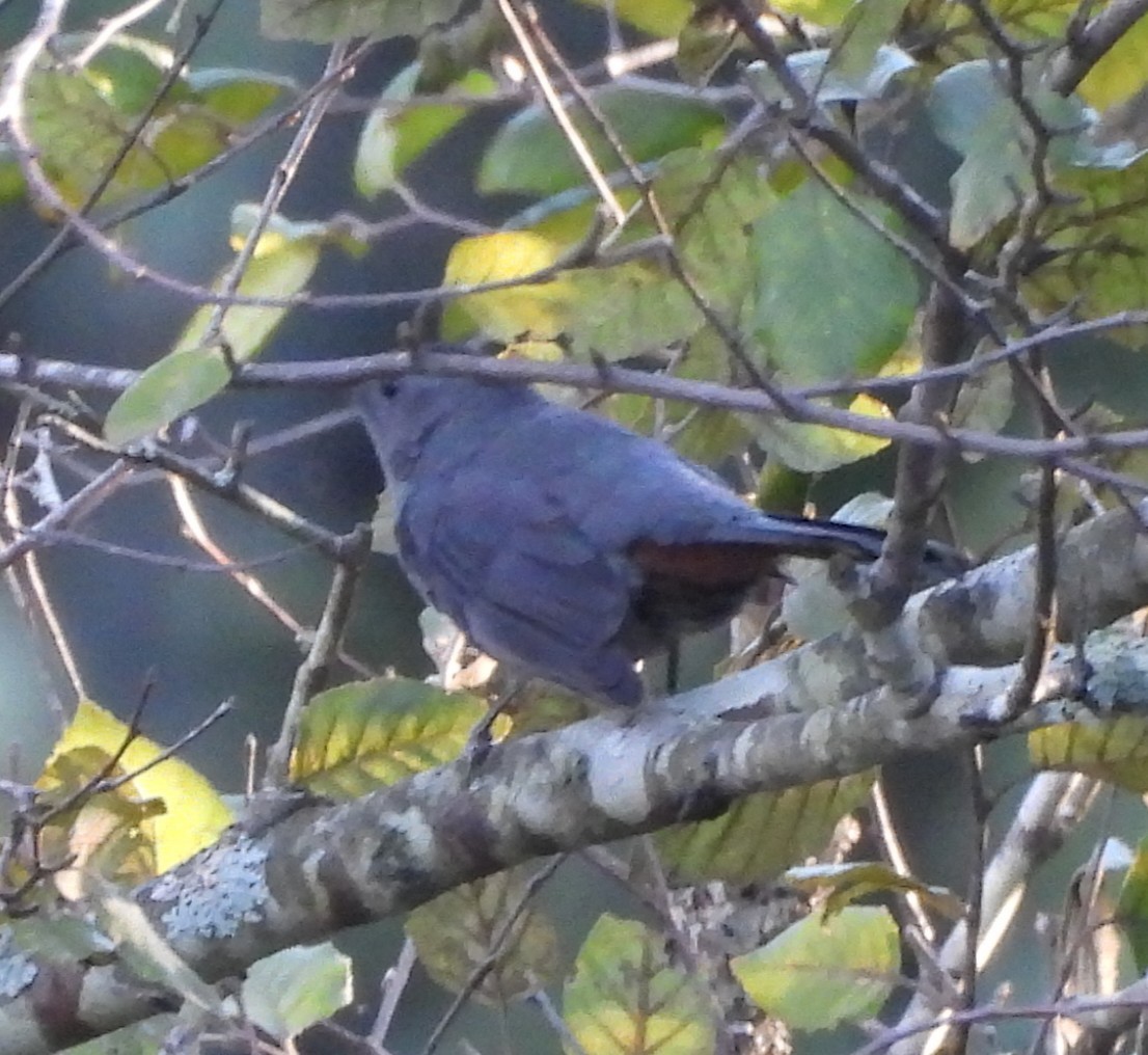 Gray Catbird - ML642818783