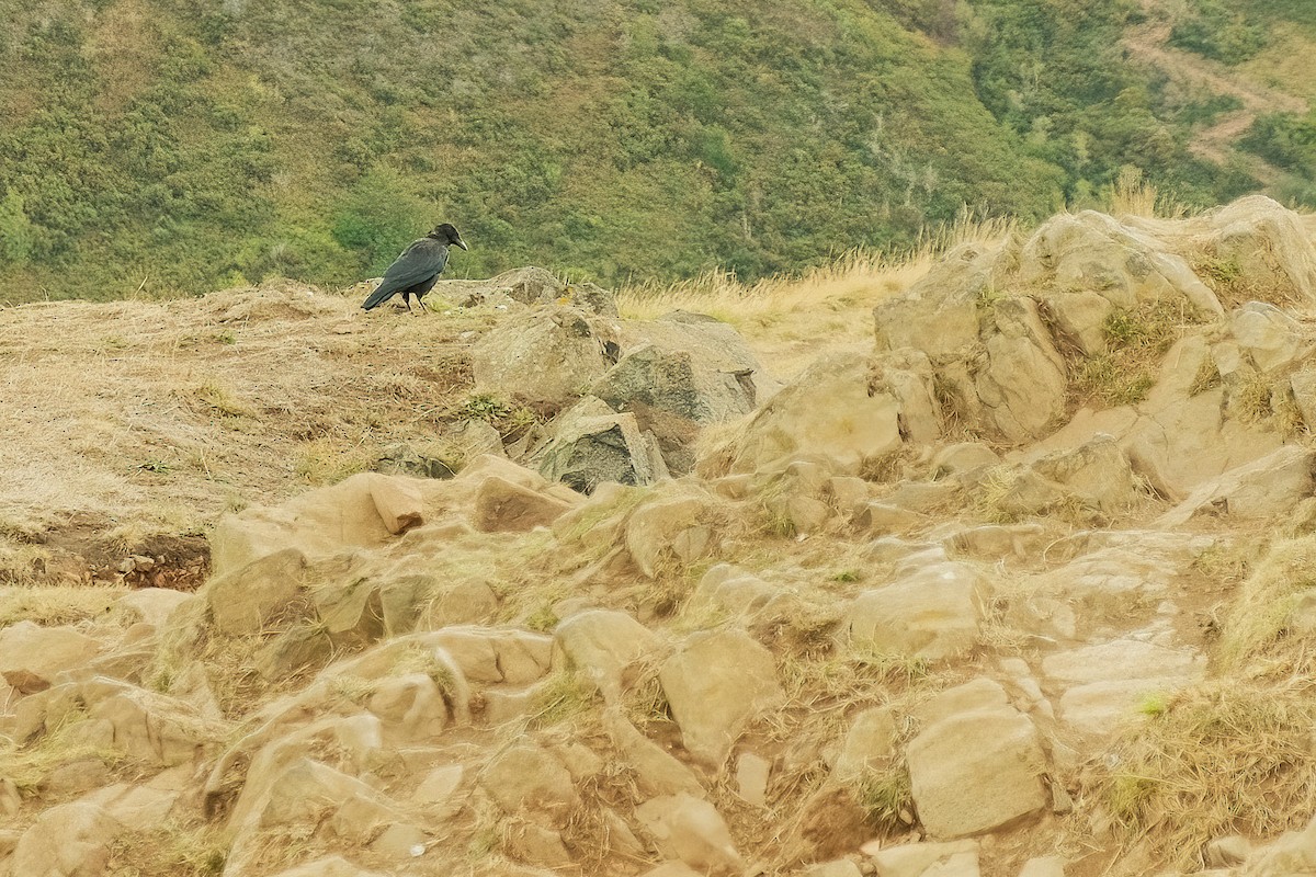 Carrion Crow - ML642818799