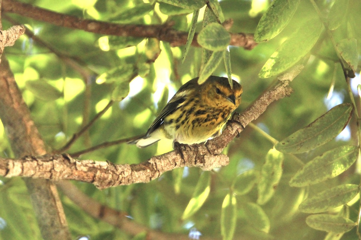 Cape May Warbler - ML642818804