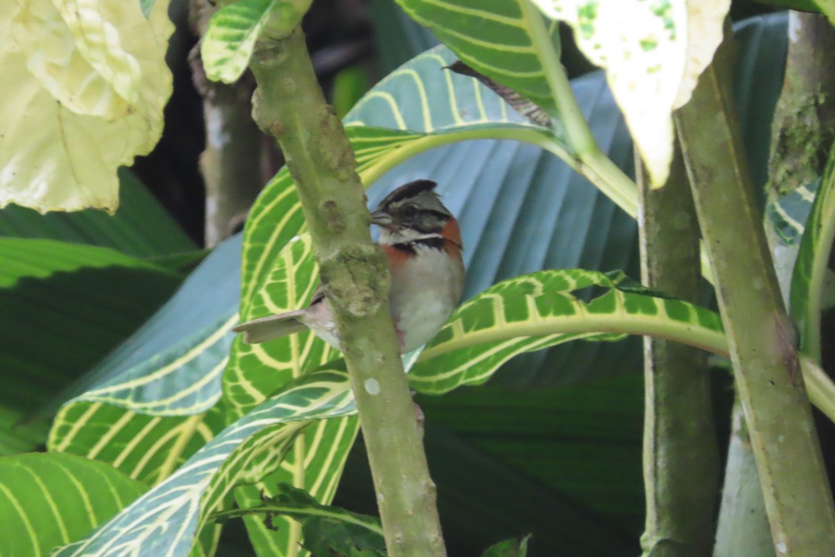 Rufous-collared Sparrow - ML642818819