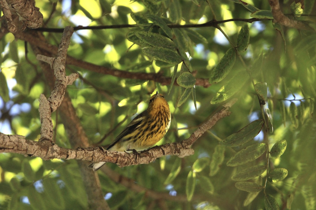 Cape May Warbler - ML642818822