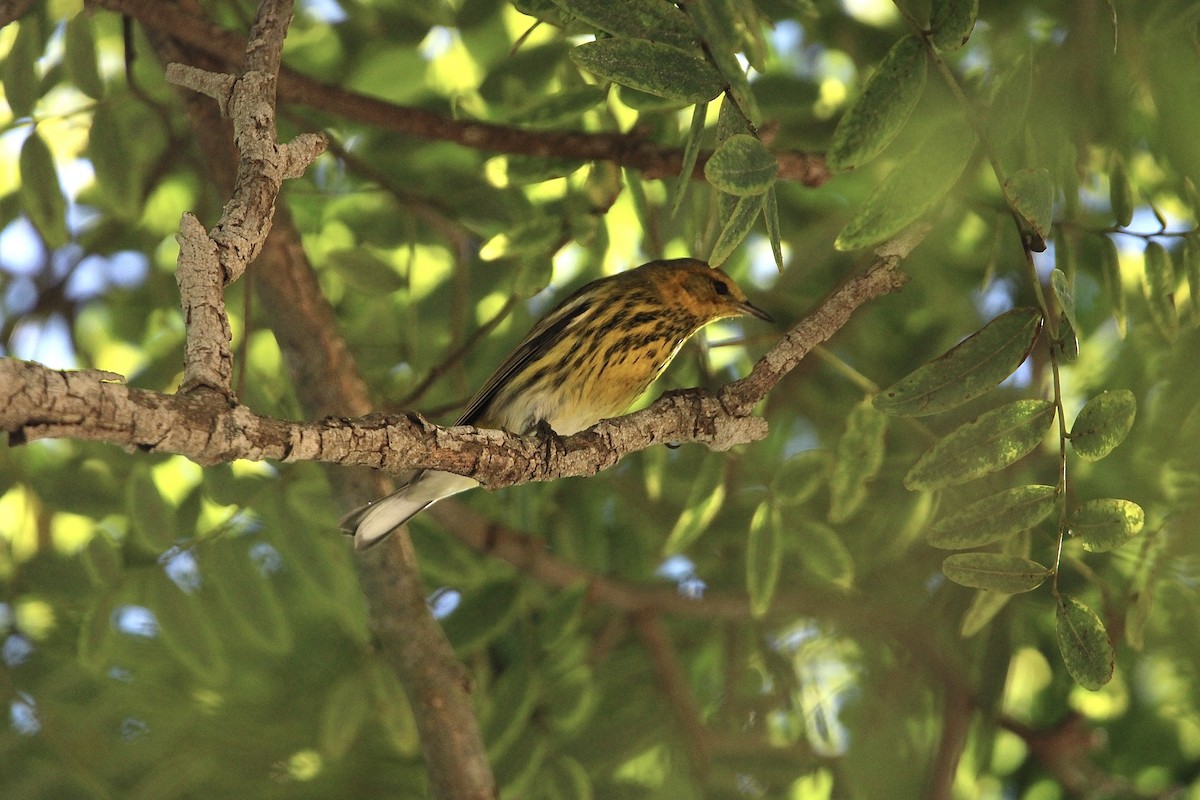 Cape May Warbler - ML642818823