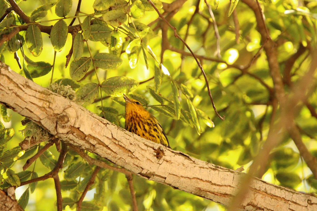Cape May Warbler - ML642818824