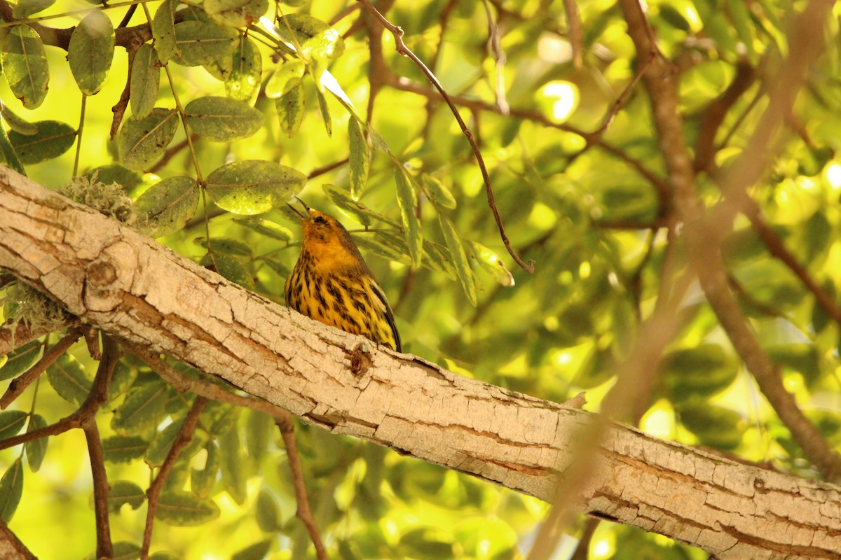 Cape May Warbler - ML642818825