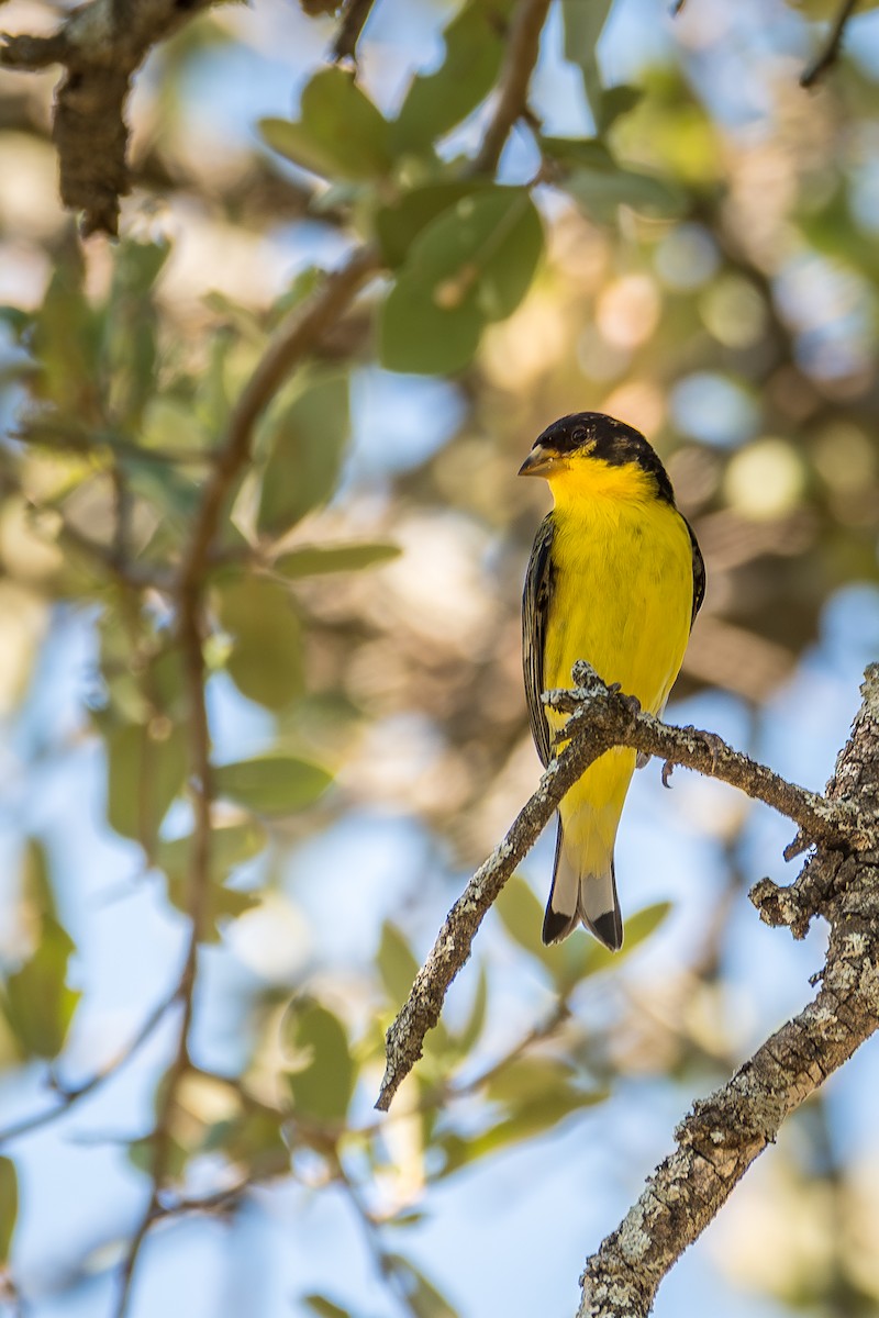 Lesser Goldfinch - ML642818833