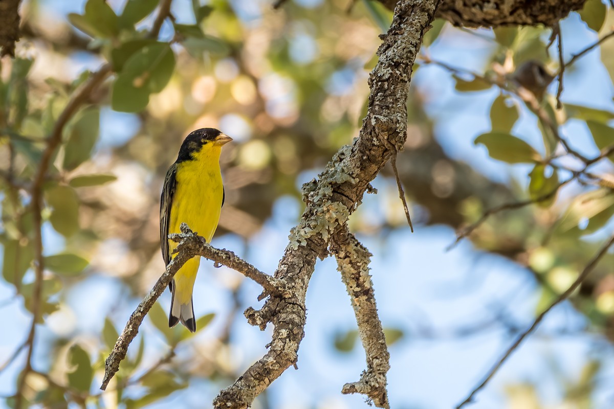 Lesser Goldfinch - ML642818834