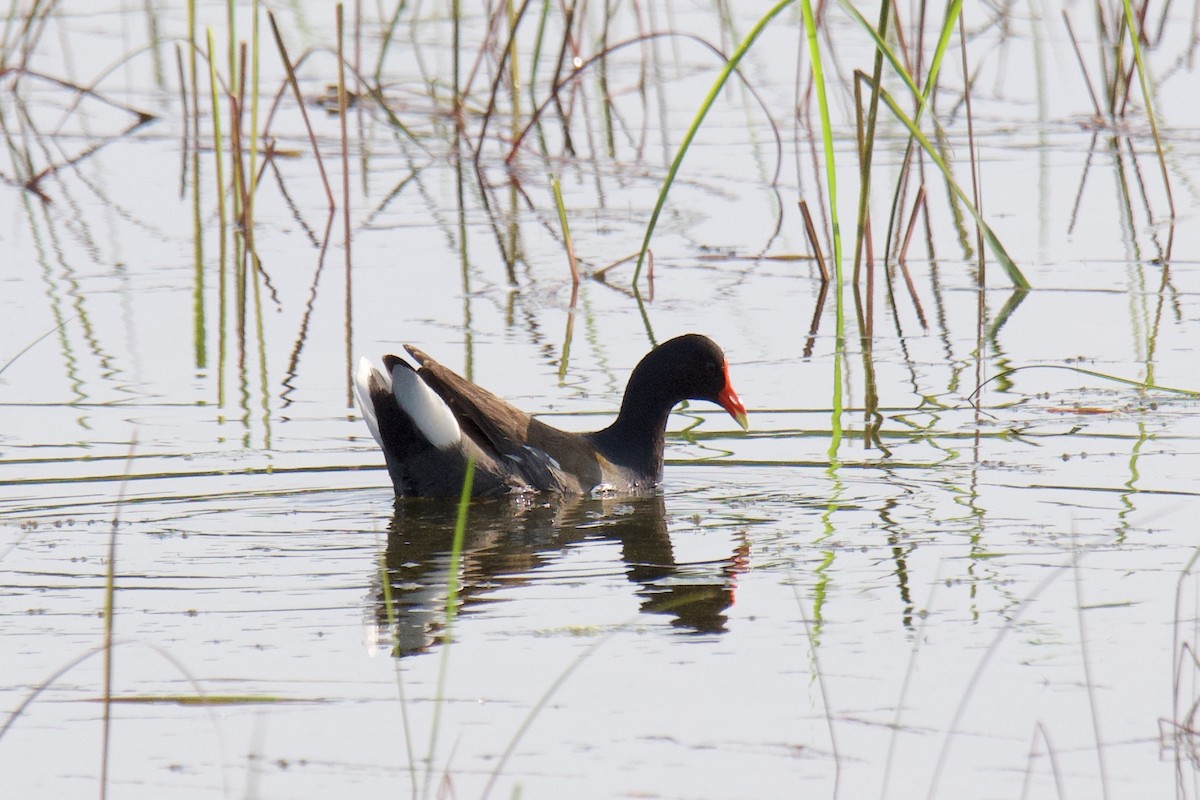 Common Gallinule - ML642818836