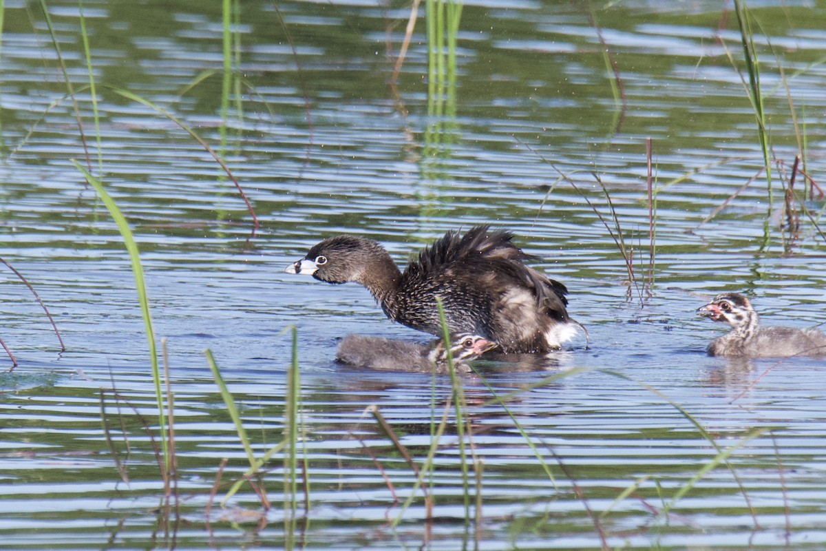 Pied-billed Grebe - ML642818839