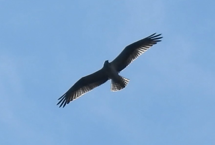 Скопа - ML642818840