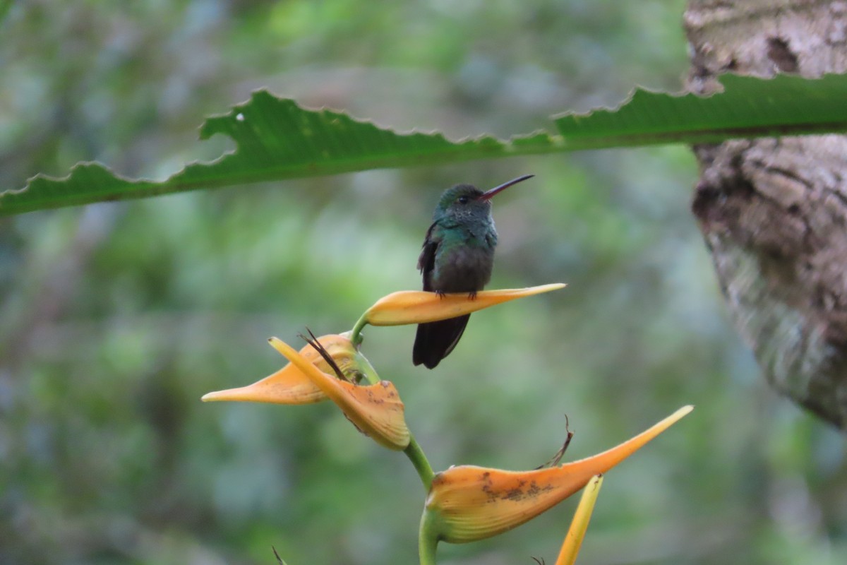 Rufous-tailed Hummingbird - ML642818848