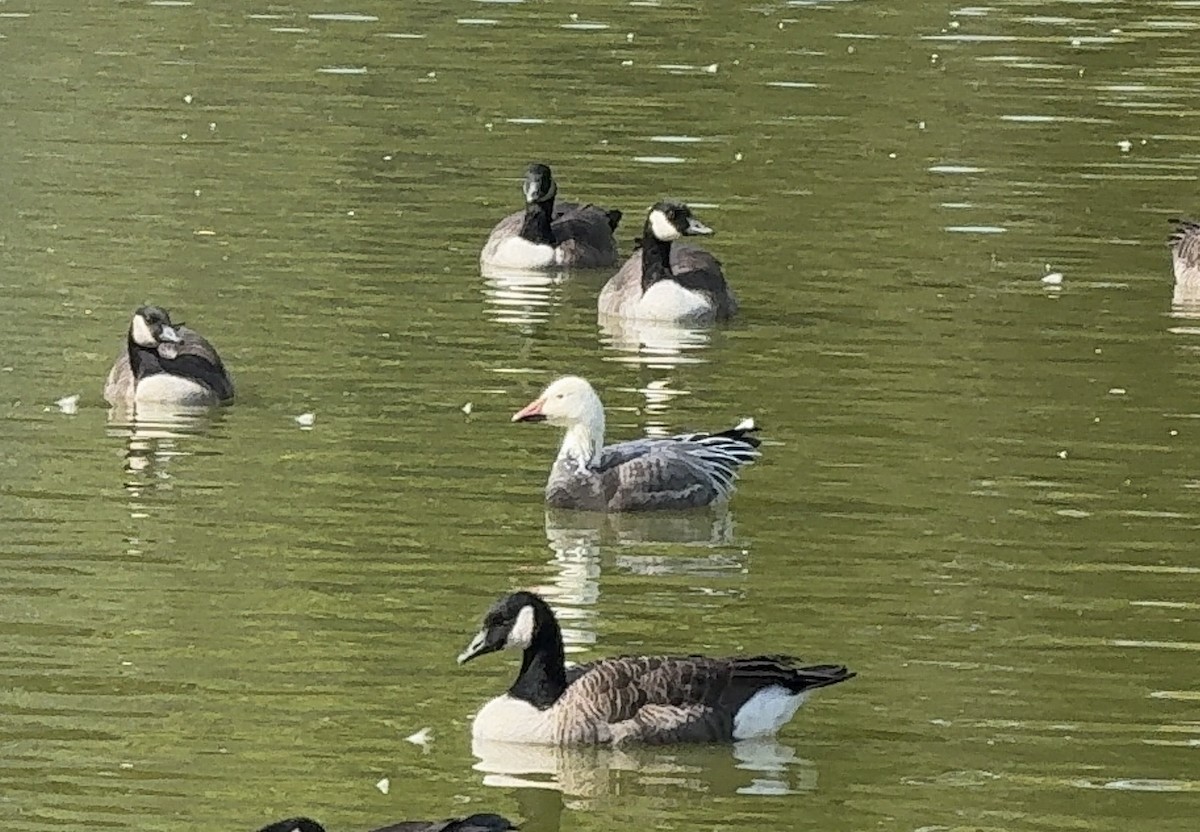 Snow Goose - ML642818849