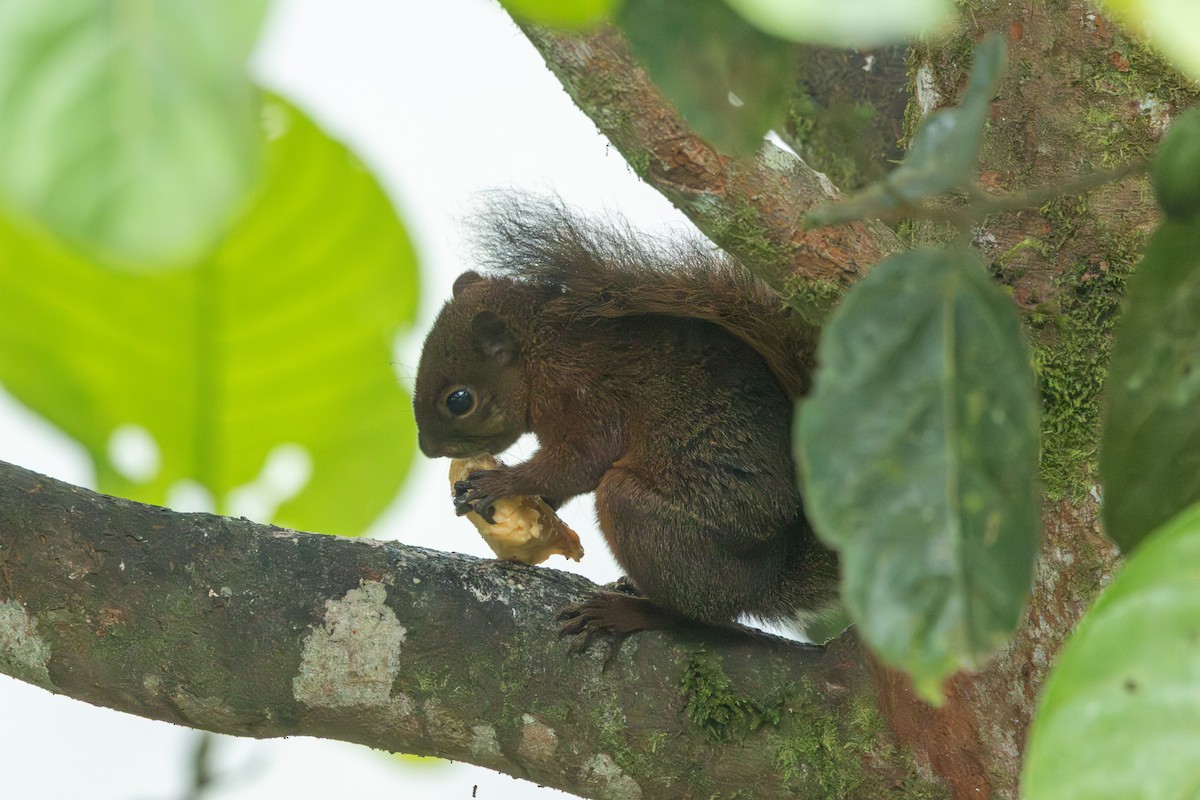 Red-tailed Squirrel - ML642818855