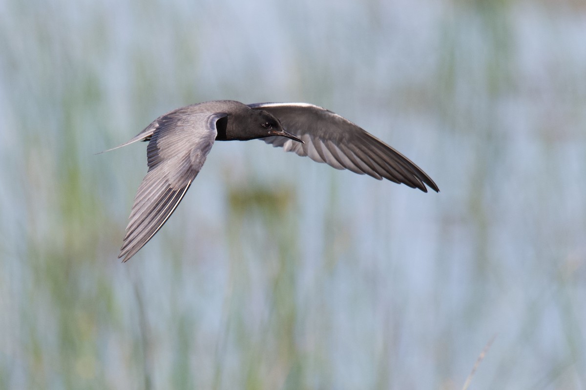 Black Tern - ML642818858