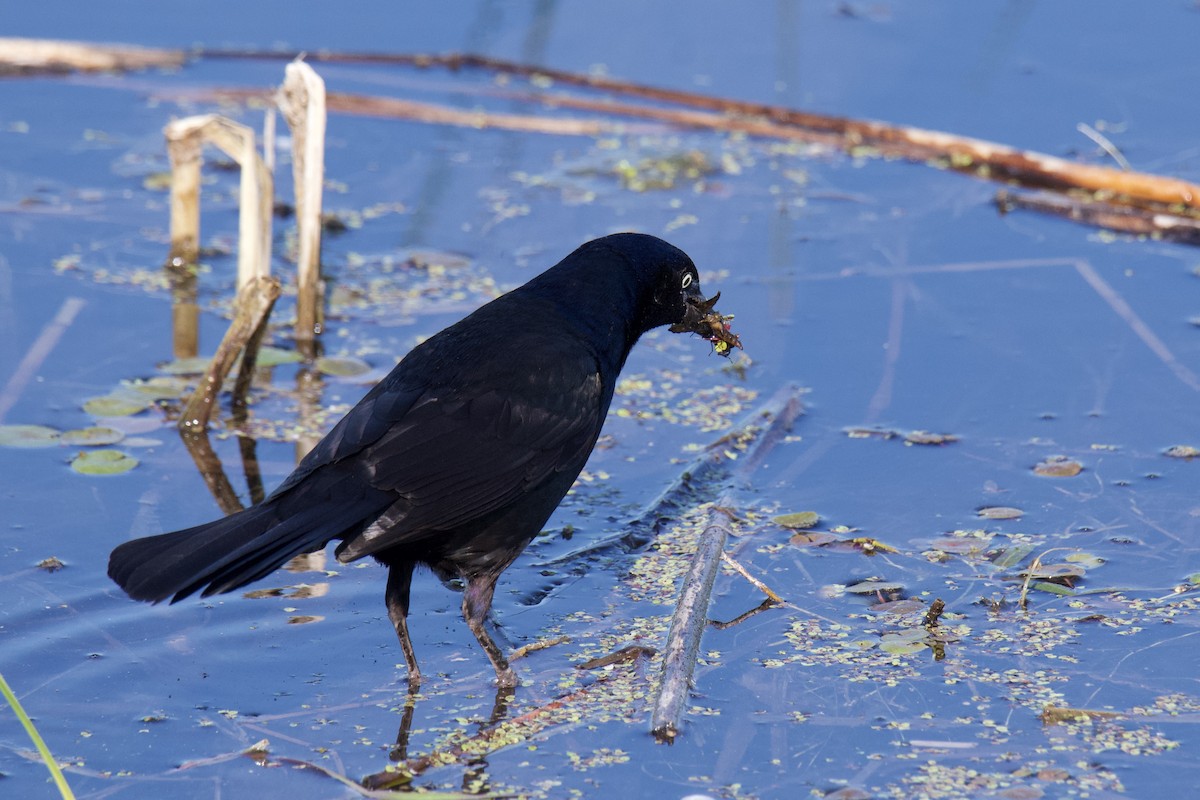Common Grackle - ML642818861