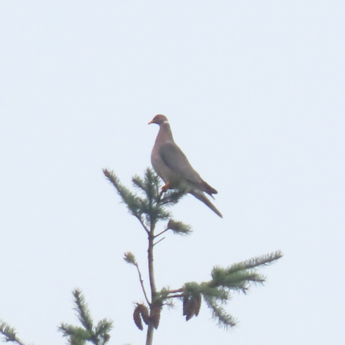 Band-tailed Pigeon - ML642818863