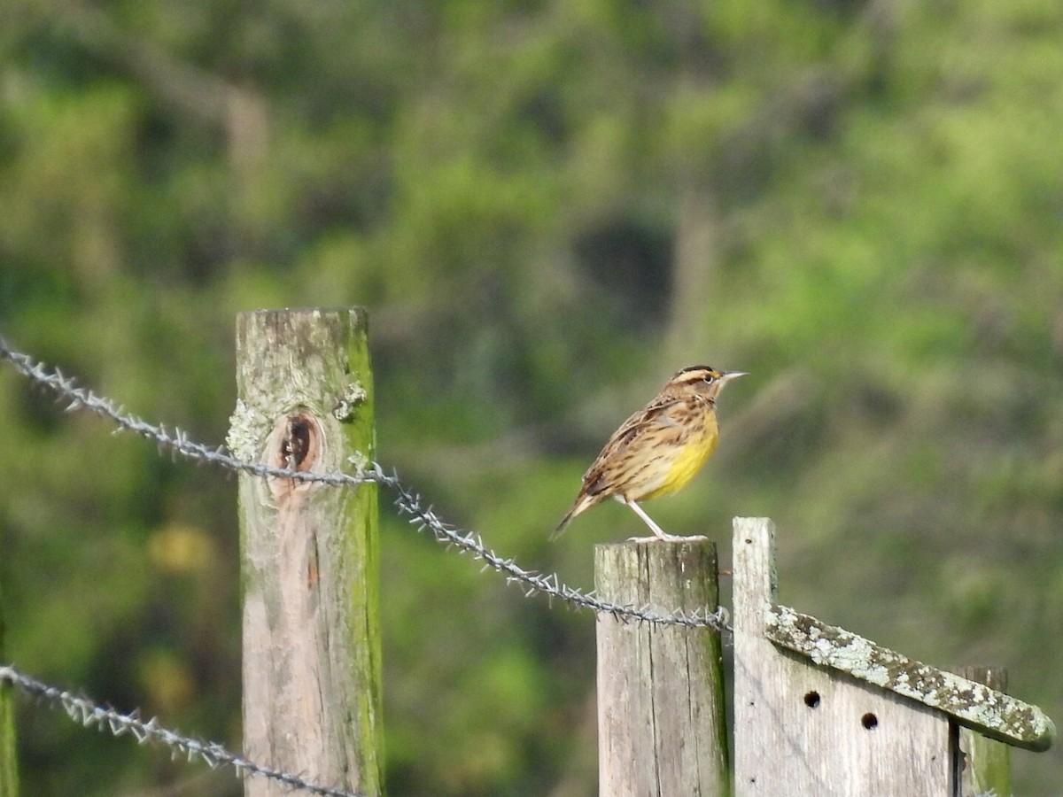 Eastern Meadowlark - ML642818871