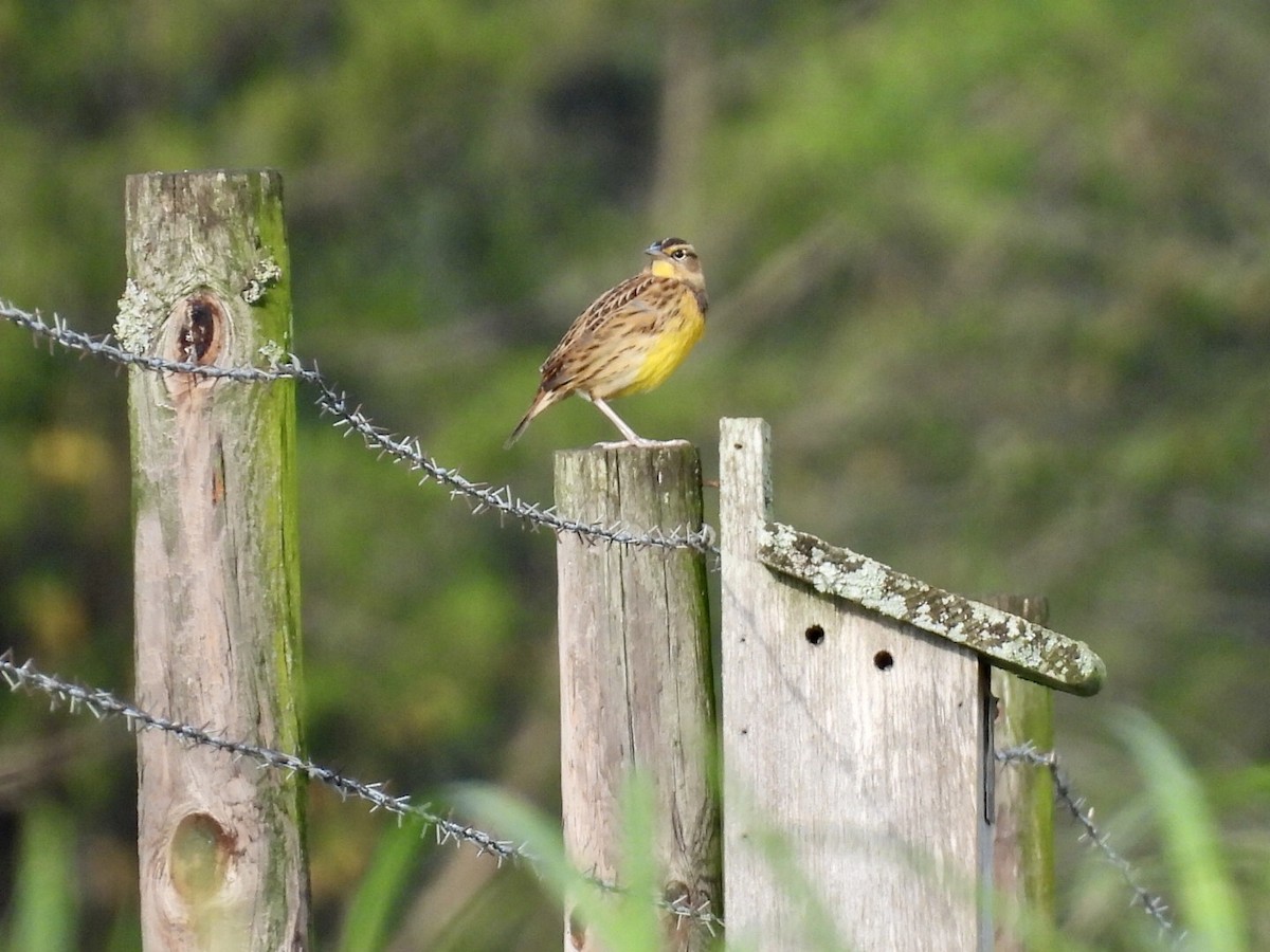 Eastern Meadowlark - ML642818872