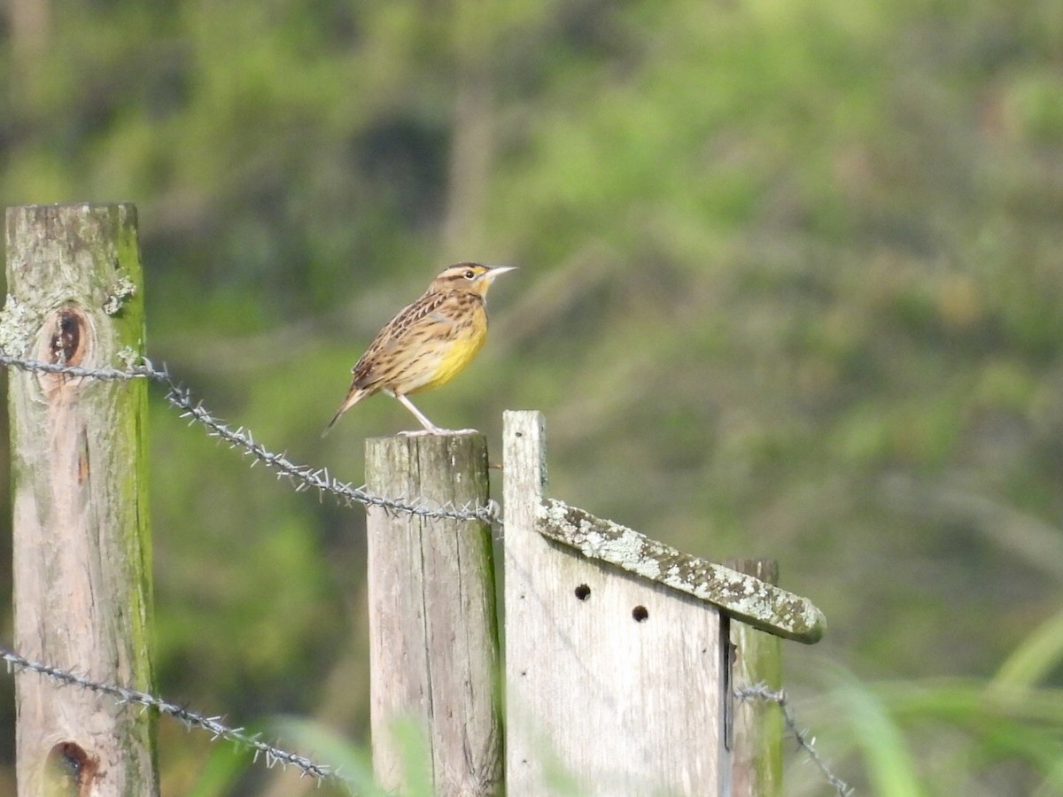Eastern Meadowlark - ML642818873